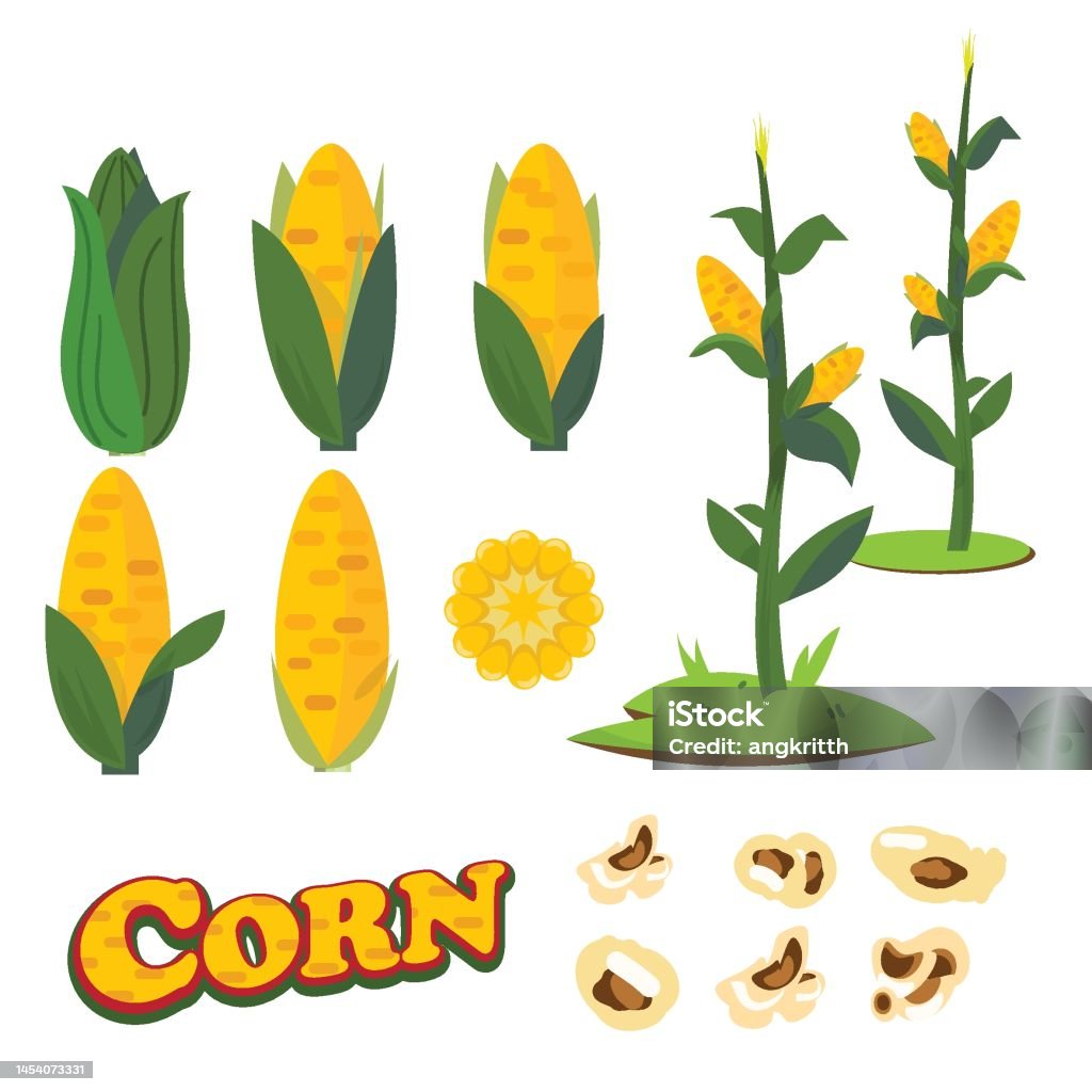 Corn Collection Corn Collection Set Vector Illustration Stock Illustration - Download ...