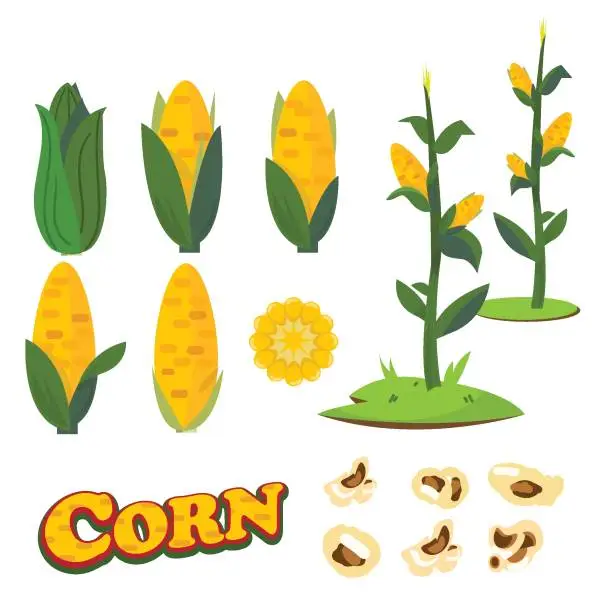 Vector illustration of Corn collection set - vector illustration