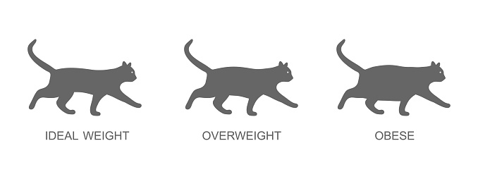 Silhouettes of cats with ideal weight, overweight and obese. Kitten profileswith normal and fat body condition. Process of domestic animals obesity. Vector graphic illustration