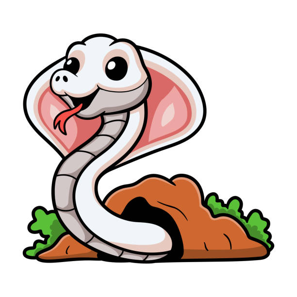 穴から出たかわいい白血球コブラヘビの漫画 - rat snake illustrations点のイラスト素材／クリップアート素材／マンガ素材／アイコン素材