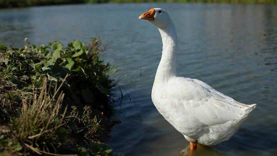 Geese on pond. Poultry in countryside. White feathers. Animal on lake. Waterbird.