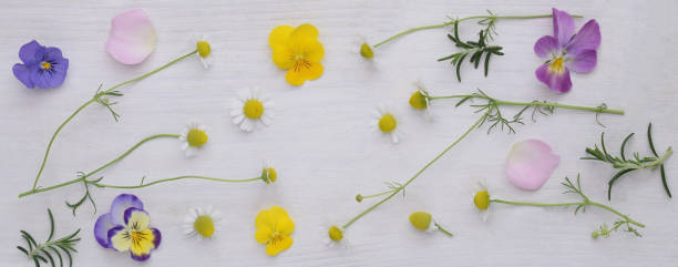 istock spring flower petals on white background.
edible flowers. 1454074439