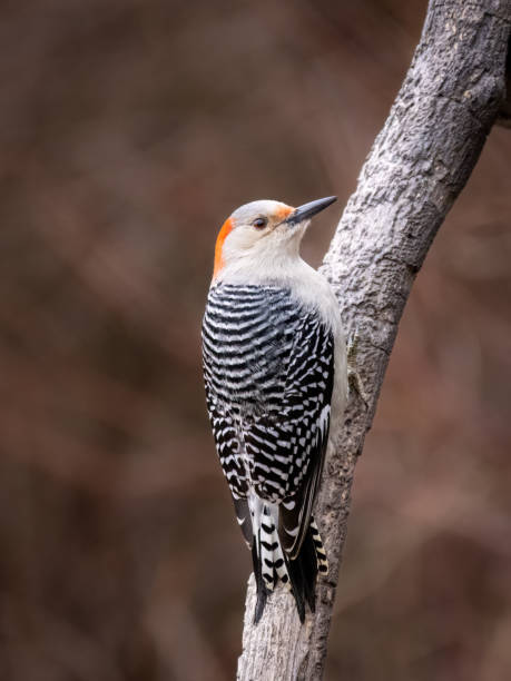 istock Female Red-Bellied Woodpecker back view 1454074728