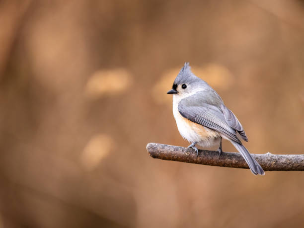 una vista di titmouse trapuntato dal retro - tufted tit foto e immagini stock