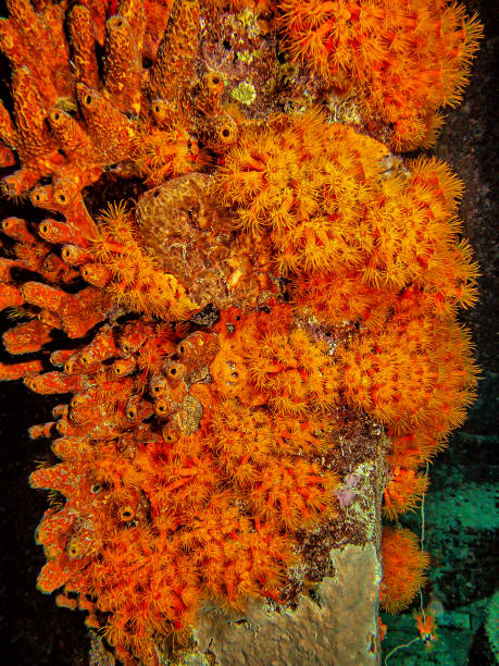 istock Orange cup coral,Tubastraea coccinea, 1454075499