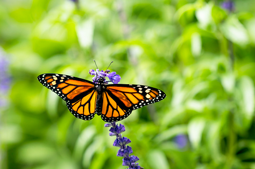 a Monarch butterfly as it delicately hangs upside down from a lilac flower. This close-up shot captures a serene moment of rest in the enchanting world of butterflies.