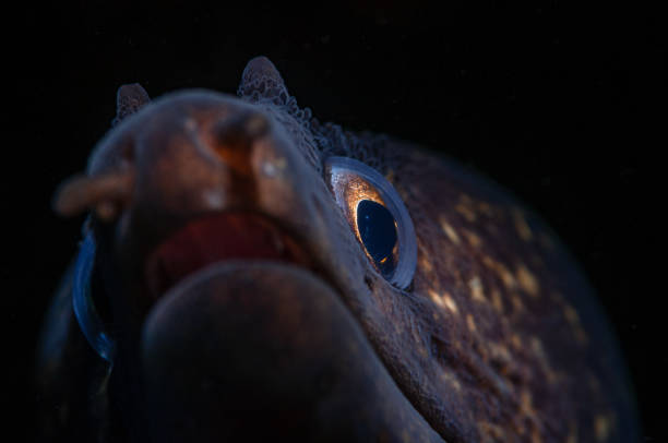 istock Macro shot of a rusty blenny on a black background 1454075627