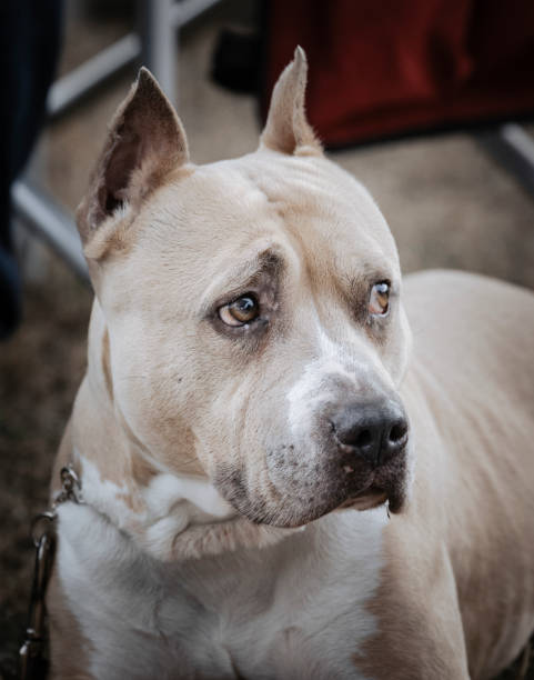 istock American Staffordshire Terrier head portrait 1454076783