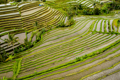 High angle view to the rice fields of Bali that is a world Heritage site.