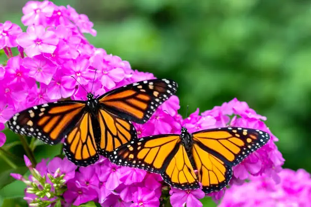 Female (on left) and male (on right) monarch butterflies on a phlox flower