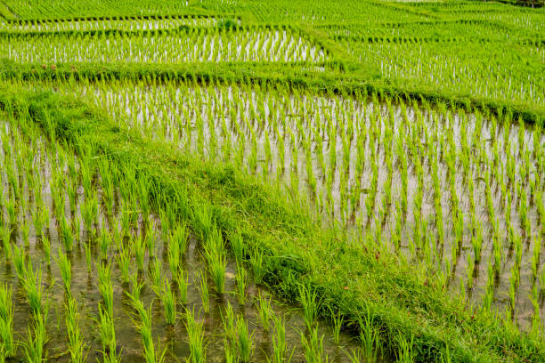 istock Jatiluwih Rice Terraces, Bali 1454076927