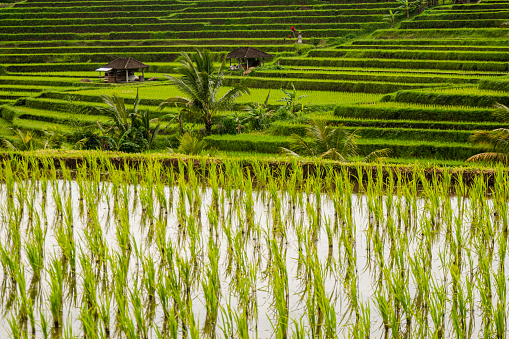 Close view of the Rice plant growing in this World Heritage site by Unesco