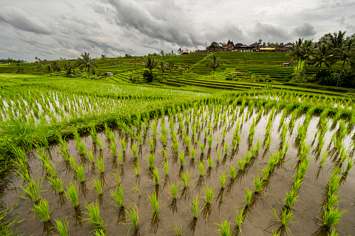 view of the Rice paddy in Jatiluwih, Bali in a clouddy day.\nThese Rice terraces ar a world Heritage site of Unesco