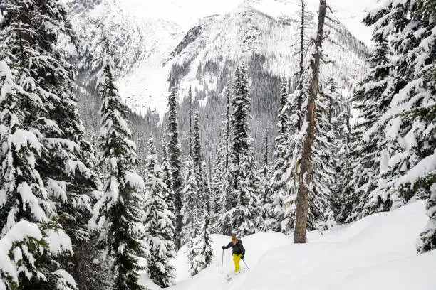 Splitboarder on the ascent to the Phelix Creek, Birkenhead Area. Backcountry snowboarding in British Columbia