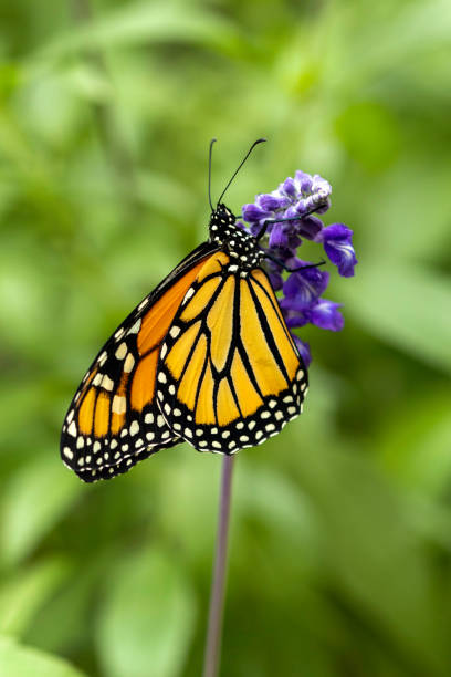 Queen butterfly just born and sitting on a host plant milkweed. Relaxation, meditation nature concept. Conservation