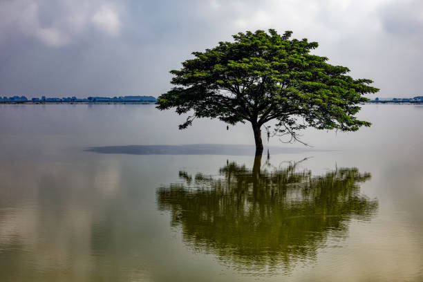 istock Lone tree silhouetted in a shallow lake out in countryside 1454085845