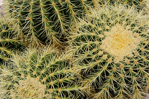 Close up of a Golden Barrel Cactus  (Ferocatus glaucescens) in a garden