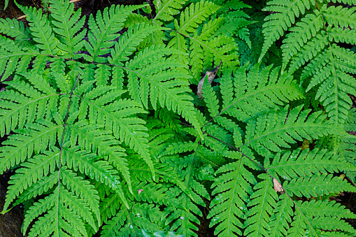 Beautiful pattern of Ferns in the forests of mainland China