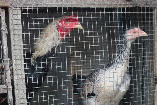 rooster in a cage in a simple traditional farm in bojonegoro