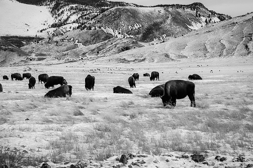 Bison inside Yellowstone National Park