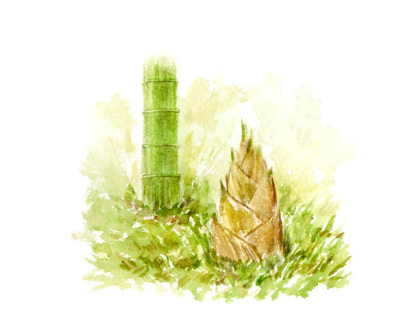 akwarelowa ilustracja kopania pędów bambusa - bamboo shoot bamboo japanese culture paintings stock illustrations