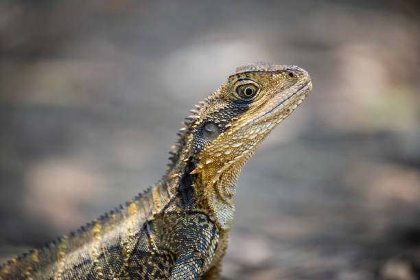 istock Juvenile Australian Eastern Water Dragon on a leafy forest floor 1454089813