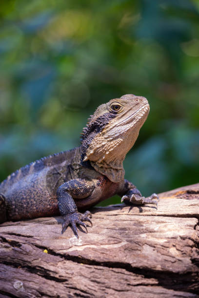 istock Large Australian Eastern Water Dragon resting on a log in the sun 1454089824