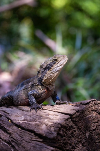 istock Large Australian Eastern Water Dragon resting on a log in the sun 1454089828