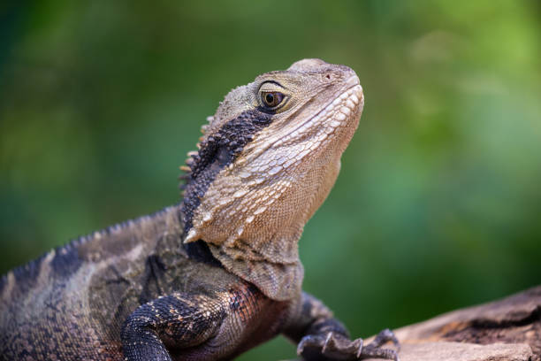 istock Large Australian Eastern Water Dragon resting on a log in the sun 1454089830