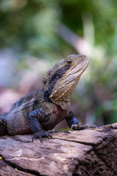 istock Large Australian Eastern Water Dragon resting on a log in the sun 1454089831
