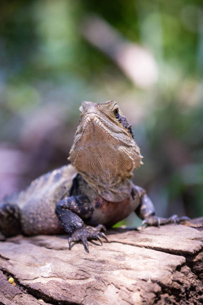 istock Large Australian Eastern Water Dragon resting on a log in the sun 1454089832