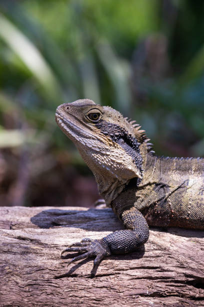 istock Large Australian Eastern Water Dragon resting on a log in the sun 1454089835