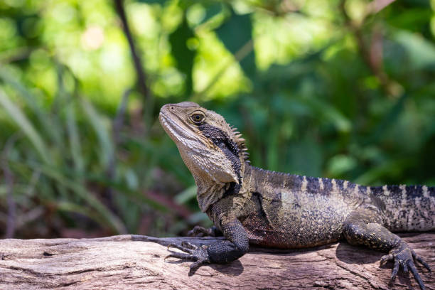 istock Large Australian Eastern Water Dragon resting on a log in the sun 1454089837