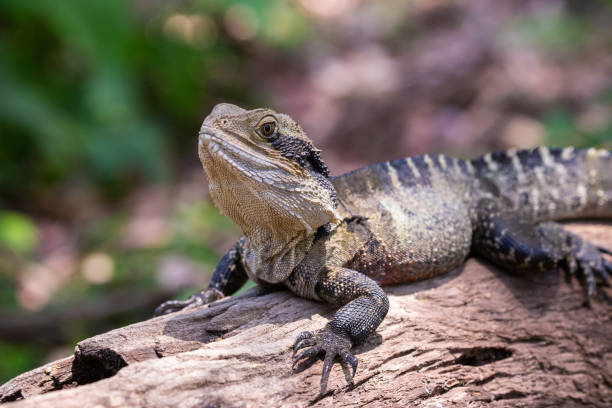 istock Large Australian Eastern Water Dragon resting on a log in the sun 1454089840