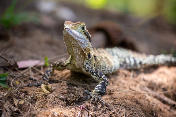The Australian water dragon (Intellagama lesueurii), is an arboreal lizard species native to eastern Australia from Victoria northwards through New South wales to Queensland. They are extremely shy in the wild, but readily adapt to continual human presence in suburban parks and gardens.