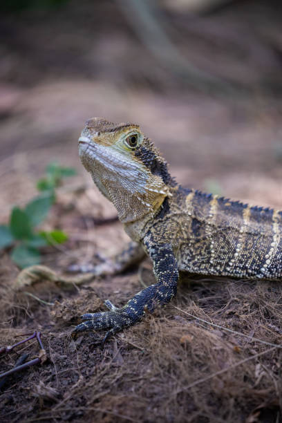 istock Young Australian Eastern Water Dragon on the forest floor 1454089848