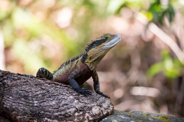 istock Australian Eastern Water Dragon Peers over a tree trunk 1454089889