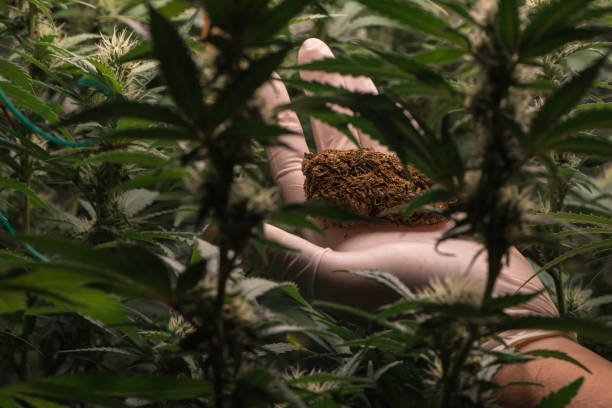 istock Scientist holding dried cannabis flower,cannabis marijuana science lab farming for increse THC, CBD chemical on cannabis flower. Cannabis greenhouse control environtment for medical industry. 1454092990