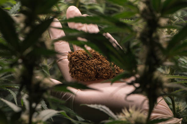 istock Scientist holding dried cannabis flower,cannabis marijuana science lab farming for increse THC, CBD chemical on cannabis flower. Cannabis greenhouse control environtment for medical industry. 1454093009