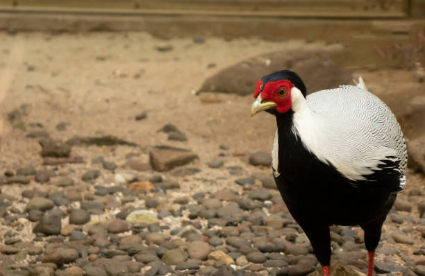 istock close up photo of Silver pheasant 1454093919