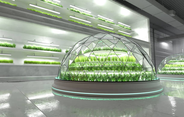 istock Organic vegetable farm. Hydroponic vegetable plant factory. 1454094718