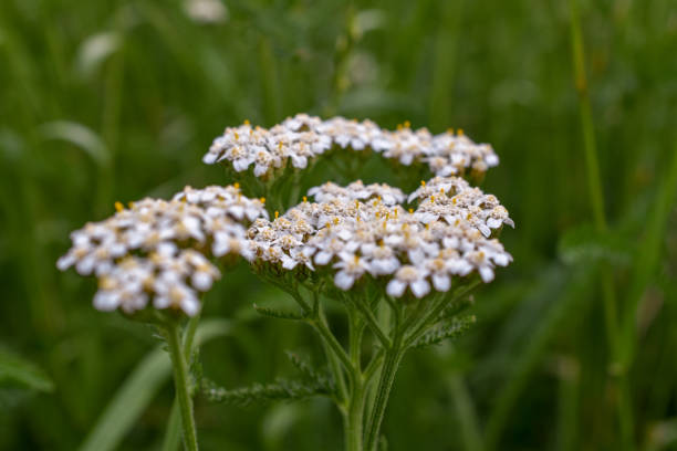 istock White flowers in the Grass 1454094770