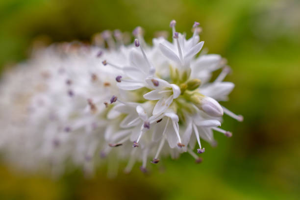istock Close-up of white flowers 1454094776