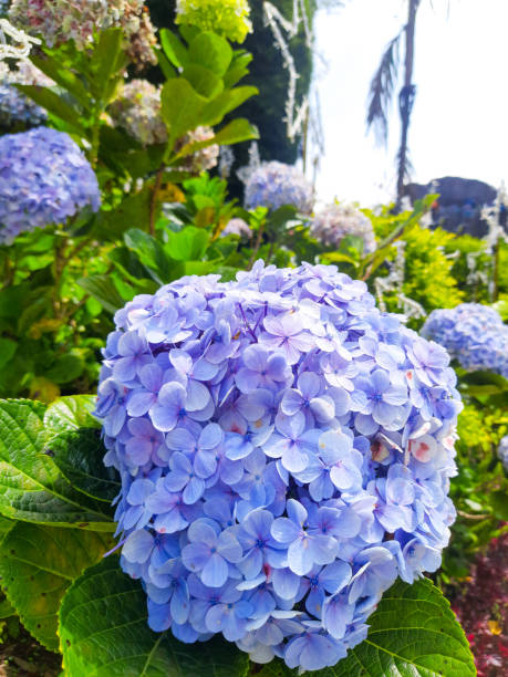 istock Close-up of hydrangea flowers 1454095759