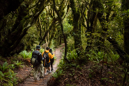 Three people hiking Pouakai crossing in wet weather, walking in the beech forest. Taranaki. New Zealand.
