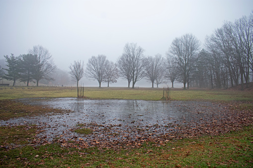 Barren oak trees on a foggy morning, with their reflections visible in a large puddle in the foreground