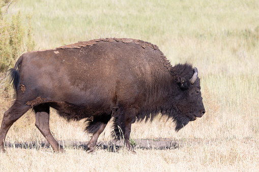 Wild bison in a wildlife conservation program  on Antelope Island, Utah, United States