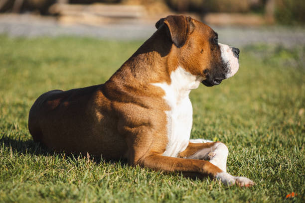 istock boxer dog in meadow green 1454097894