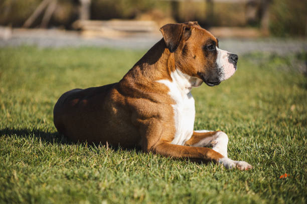 istock boxer dog in meadow green 1454097948