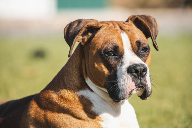 istock boxer dog in meadow green 1454098534